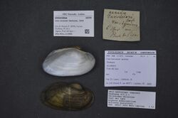 Naturalis Biodiversity Center - ZMA.MOLL.213850 - Unio ravoisieri Deshayes, 1848 - Unionidae - Mollusc shell.jpeg