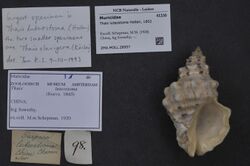 Naturalis Biodiversity Center - ZMA.MOLL.28957 - Thais luteostoma Holten, 1802 - Muricidae - Mollusc shell.jpeg