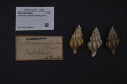 Naturalis Biodiversity Center - ZMA.MOLL.356049 - Peristernia pulchella (Reeve, 1847) - Fasciolariidae - Mollusc shell.jpeg