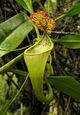 Nepenthes copelandii2.jpg