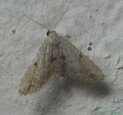 Noctuidae-Acontiinae-Araeopteron papaziani 001.JPG
