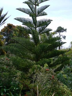Norfolk Island Pine, Abbey Gardens, Tresco - geograph.org.uk - 1606645.jpg