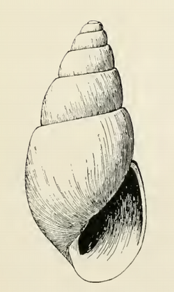 Odostomia iliuliukensis 001.png