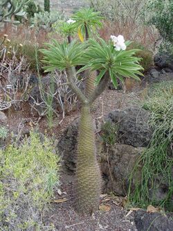 Pachypodium lamieri1MTFL.jpg