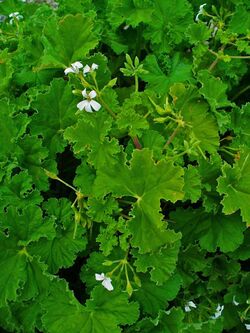 Pelargonium odoratissimum 001.JPG