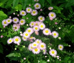 Philadelphia Fleabane.jpg