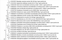 Phylogenetic Tree using a Neighbor Joining Method and Bootstrapping.png