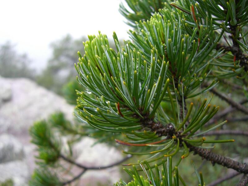 File:Pinus discolor Chiricahua closeup.jpg