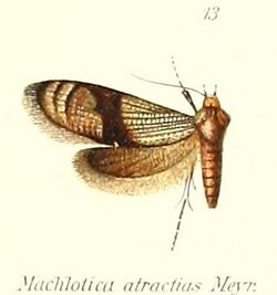 Pl.1-13-Neomachlotica atractias (Meyrick, 1909) (Machlotica).jpg
