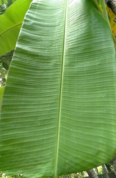 File:Plantain leaf.jpg