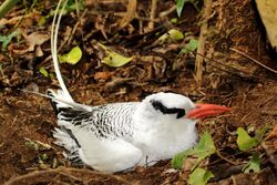 A red-billed tropicbird can be seen nesting. It is turning its head slightly away from the camera, bringing its eye to the centre.