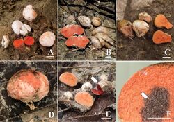 Rhodactina rostratispora (10.3897-mycokeys.29.22572) Figure 2.jpg