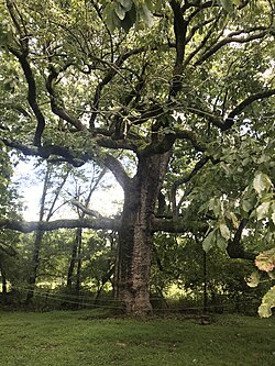 Ruth the chinkapin oak.jpg