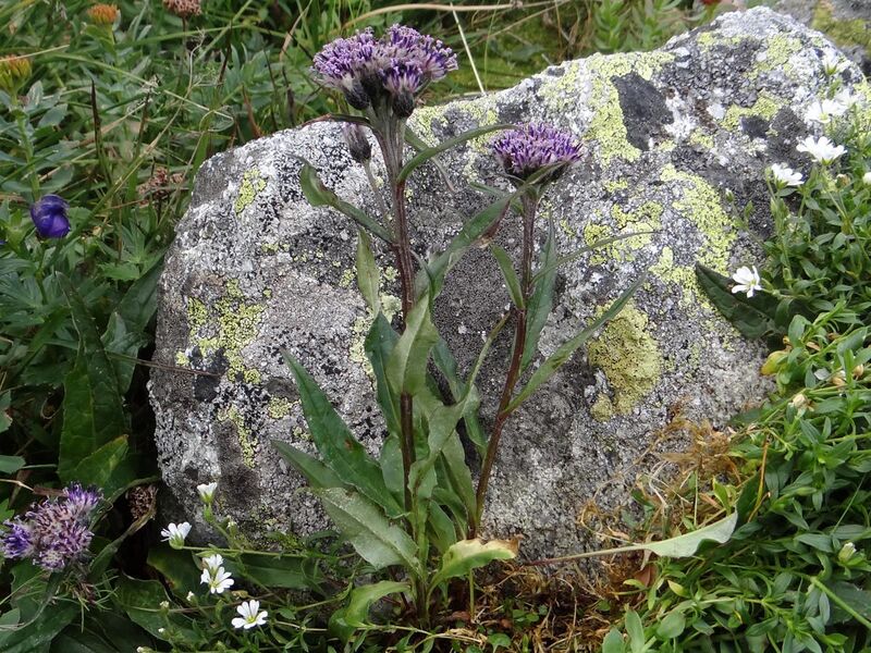 File:Saussurea alpina T77.jpg