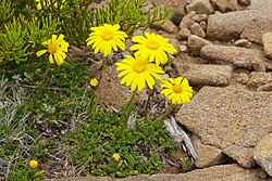 Unidentified Plant 9962 - Walls of Jerusalem.jpg