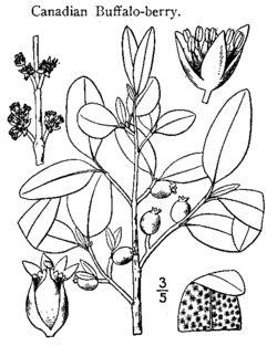 Shepherdia canadensis.gif