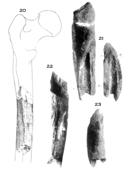 File:Sinanthropus Femur VI.png