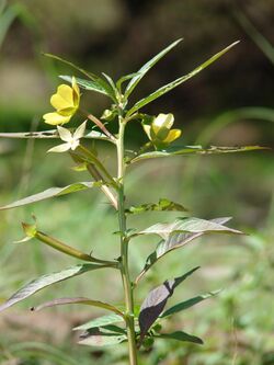 Starr 070413-6937 Ludwigia octovalvis.jpg