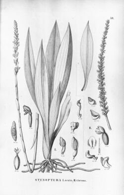Stenoptera acuta - Gomphichis viscosa (as Stenoptera viscosa) - Flora Brasiliensis 3-4-59.jpg