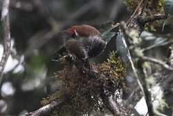 Streak-throated Barwing from Eaglenest Wildlife Sanctuary in Arunachal Pradesh.jpg