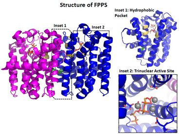 Crystal structure of FPPS (PDB ID: 1RQI)