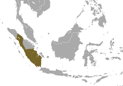 Sumatran Surili area.png