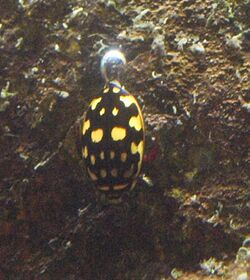 Sunburst Diving Beetle (Thermonectus marmoratus) with air bubble - San Diego Natural History Museum.jpg