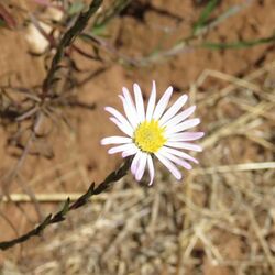 Symphyotrichum moranense 109171364.jpg