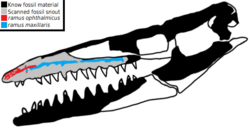 Taniwhasaurus antarcticus skull diagram.png