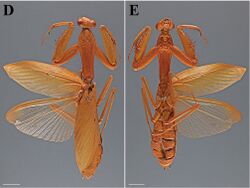 The-type-material-of-Mantodea-(praying-mantises)-deposited-in-the-National-Museum-of-Natural-zookeys-433-031-g014 2.jpg