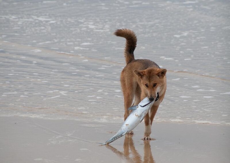 File:The Dingo Finds a Dead Fish.jpg