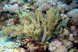 The soft coral, Litophyton arboreum (6163166913).jpg