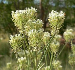 Thelypodium integrifolium ssp affine 2.jpg