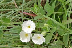 Thunbergia atriplicifolia (Acanthaceae) (4805523626).jpg