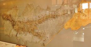 Ticinosuchus ferox 455.jpg
