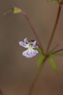 Tonella tenella 5100.JPG