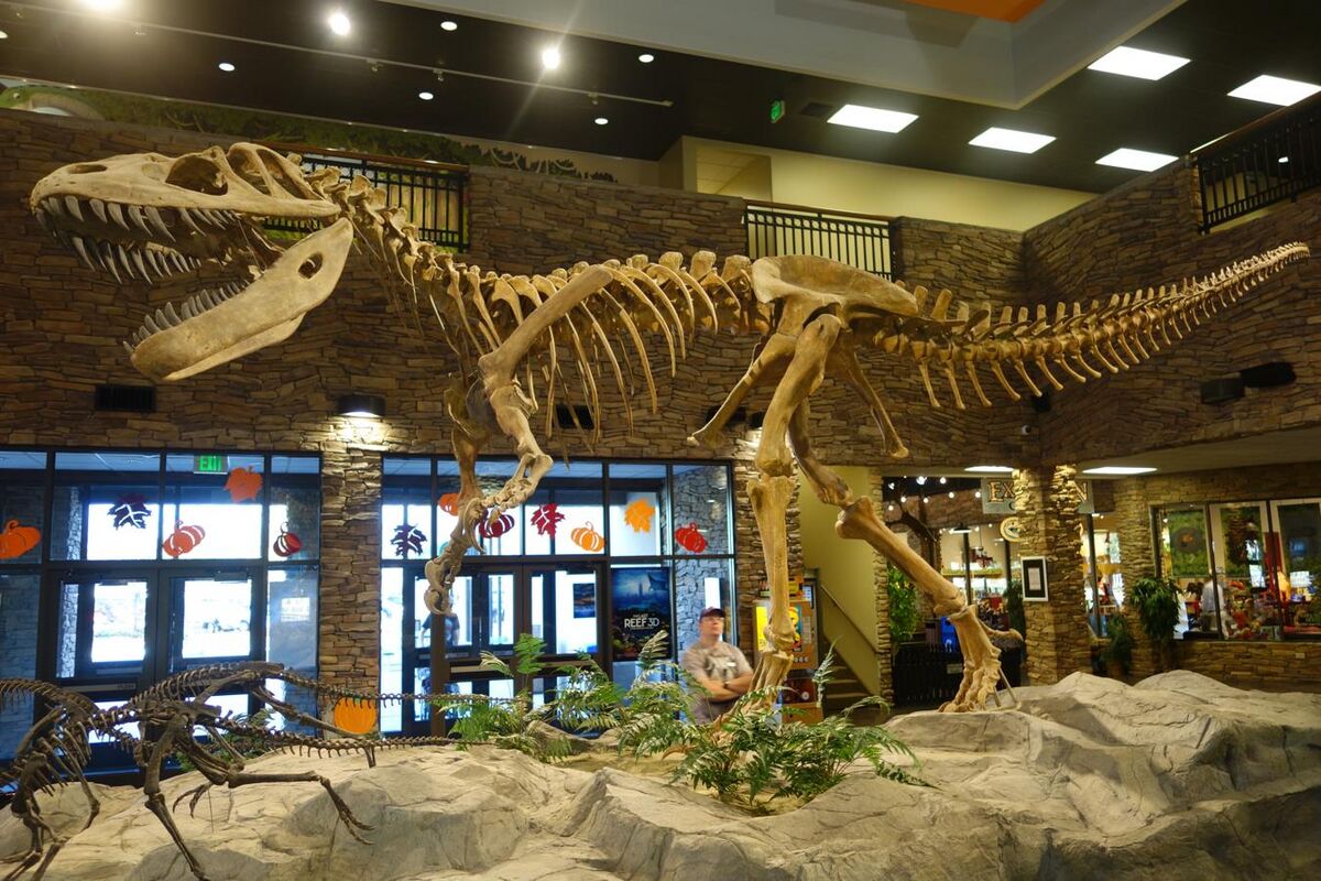 File:Dinheirosaurus Size Comparison by PaleoGeek.svg - Wikipedia