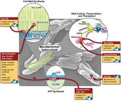 Tuberculosis-drugs-and-actions.jpg