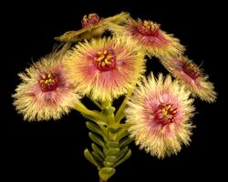 Verticordia grandiflora - Flickr - Kevin Thiele.jpg