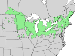 Viburnum lentago range map 3.png