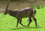 Water buck at an english wildlifepark arp.jpg