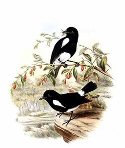 White-rumped Robin (Peneothello bimaculata).jpg