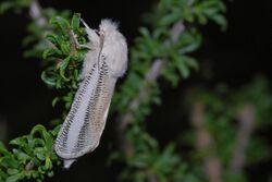 White Striped Goat Moth (Azygophleps asylas) (6881169698).jpg