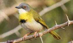 Yellow-breasted apalis, Apalis flavida.jpg