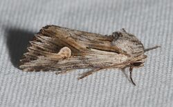 - 9582 – Nedra ramosula – Gray Half-spot Moth (21663401231).jpg