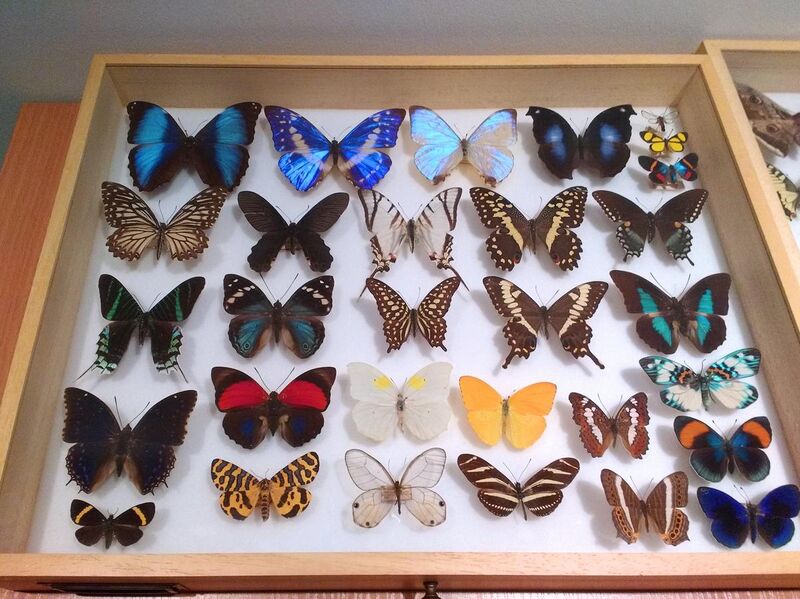 File:04 Museum insect specimen drawer (Schmetterlings Exemplar) - Muzeum Gornoslaskie, Bytom, Poland.jpg
