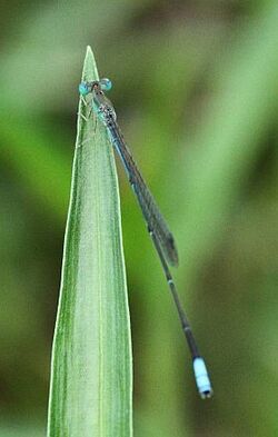 Aciagrion gracile 001872-3s.jpg