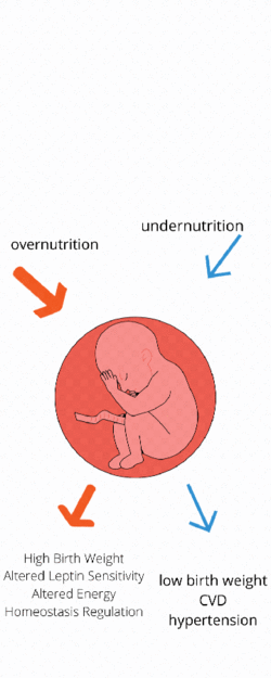 Affects of maternal nutrition.gif