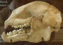 Ailuropoda fovealis skull.jpg