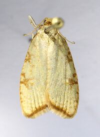 Aleimma loeflingianum1.jpg